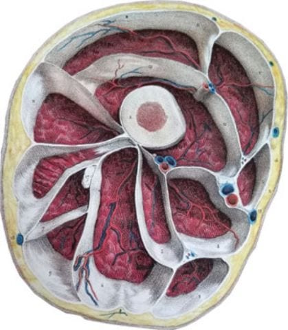 Anatomische Darstellung von Faszien im Querschnitt