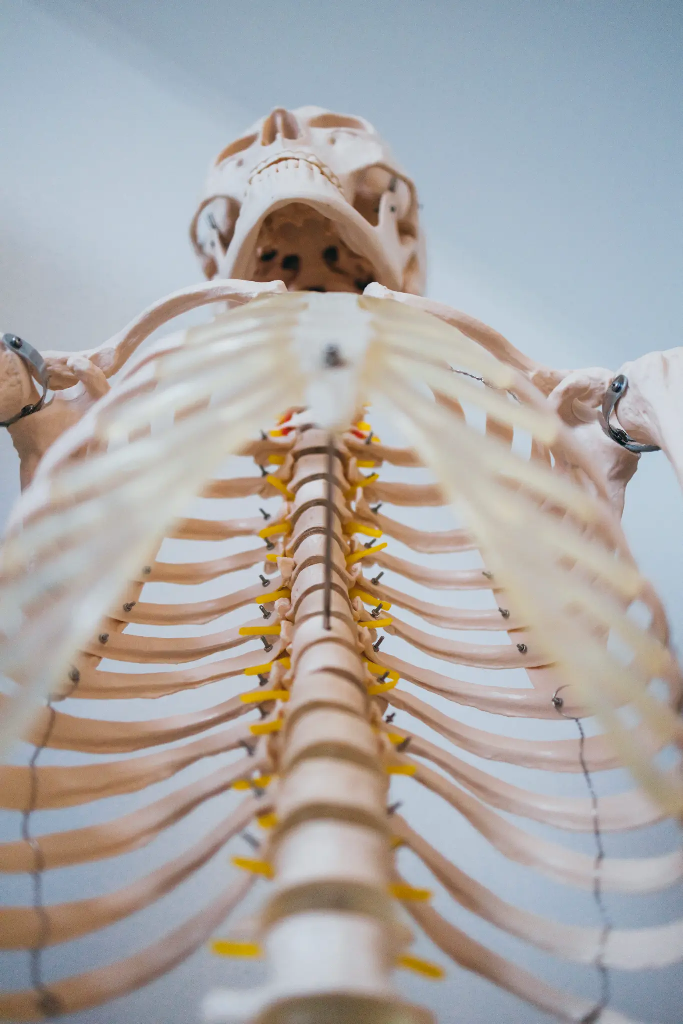 Knochenmodell aus der physiotherapeutischen Praxis
